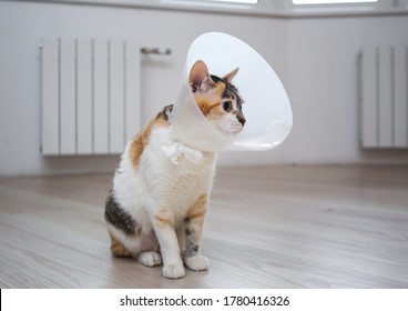 Sick cat with veterinary cone or plastic cone collar on its head to protect cat from licking a wound