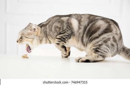 sick cat vomiting the food