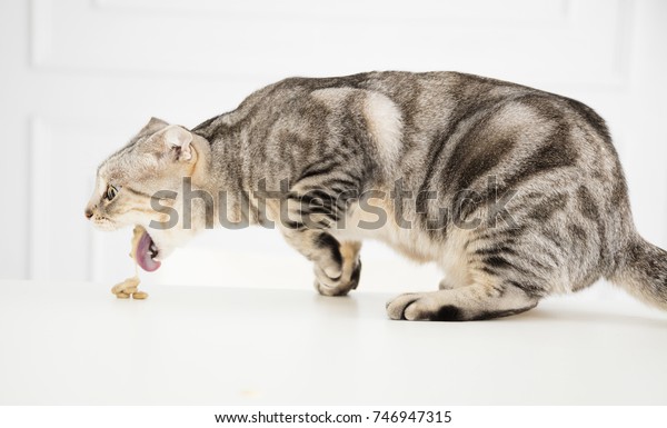sick cat vomiting the\
food