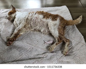 A Sick Cat With Wet Dirty White And Orange Hair Is Lying Alone On A Ragged Towel On A Brown Wooden Floor. It Could Show That The Cat Is Sleeping, Being Sick, Or Dying From A Kidney Failure Or Disease.