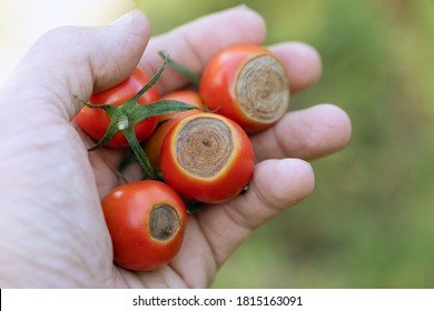 Sick Cherry tomatoes affected by disease vertex rot - Shutterstock ID 1815163091