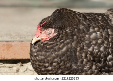 Sick Chicken In Natural Eco Farm. Hens At Agriculture Farm. Animal Veterinarian Care And Ecological Farming Concept.