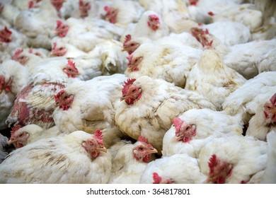 Sick Chicken Or Sad Chicken In Farm,Epidemic, Bird Flu, Health Problems.