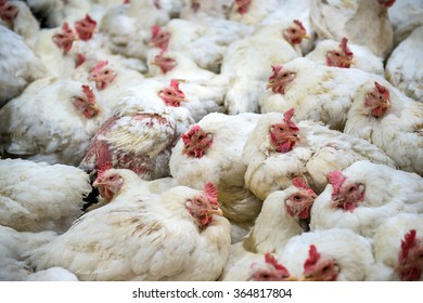 Sick Chicken Or Sad Chicken In Farm,Epidemic, Bird Flu, Health Problems.