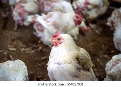 Sick Chicken Or Sad Chicken In Farm,Epidemic, Bird Flu, Health Problems.