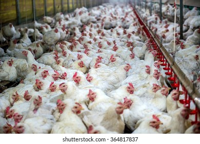 Sick Chicken Or Sad Chicken In Farm,Epidemic, Bird Flu, Health Problems.