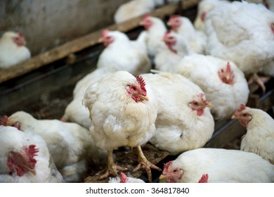 Sick Chicken Or Sad Chicken In Farm,Epidemic, Bird Flu, Health Problems.