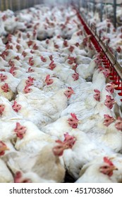 Sick Chicken Or Sad Chicken In Farm,Epidemic, Bird Flu, Health Problems.