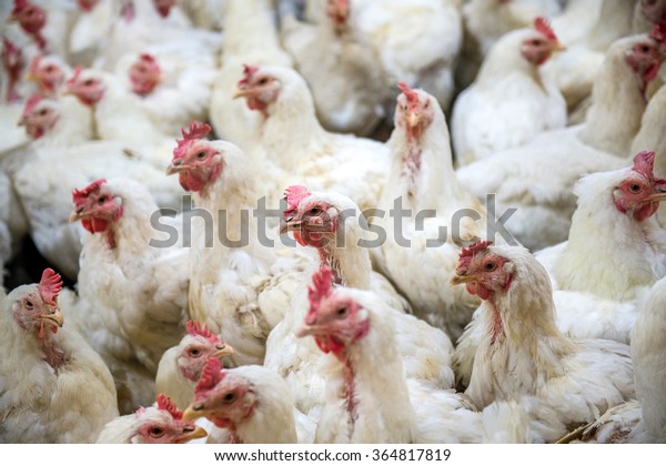 Sick chicken or Sad chicken in farm,Epidemic,\
bird flu, health problems.