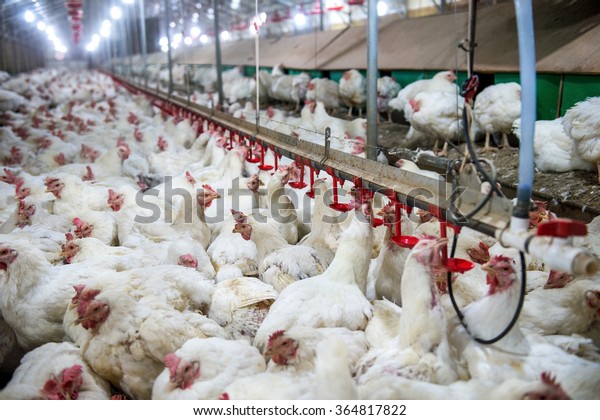 Sick chicken or Sad chicken in farm,Epidemic,
bird flu, health problems.