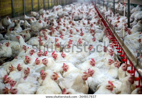 Sick chicken or Sad chicken in farm,Epidemic,
bird flu, health problems.