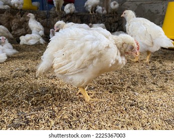 Sick Chicken Symptoms, Avian Influenza and Newcastle Disease Clinical signs, image for brochures, catalog, flyer, poultry health product designs - Shutterstock ID 2225367003