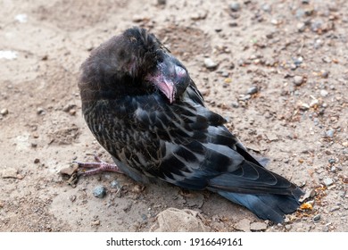 A sick city pigeon with clear signs of an infectious disease. A sick city pigeon sits with its head thrown back.