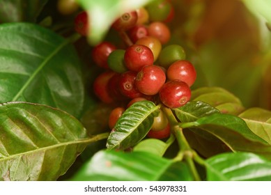 Sick Coffee Plant Tree With Red Beans Closeup