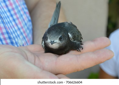 Sick Common Swift Bird In Hand