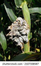 Sick Corn Plant Affected By Fungus Ustilago Zeae Unger