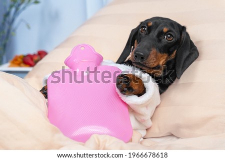 Sick dachshund dog lying on hospital bed in ward with pink heating water pad on its belly, on table are fruits left by visitors for speedy recovery. Device for relieving aches and soothing cramps.