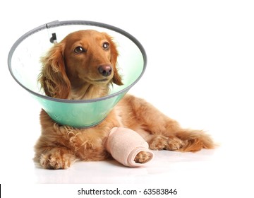 Sick dachshund wearing a funnel collar for a injured leg.