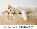 A sick and depressed kitten lies in bed