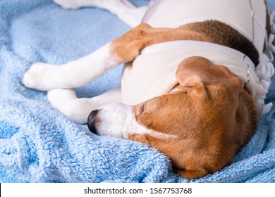 Sick dog after surgery sleeping on soft blue towel