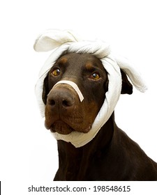 sick dog with a bandage on his head and patches on the nose.