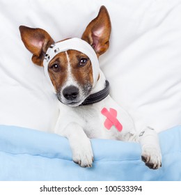 Sick dog with bandages lying on bed and sleeping