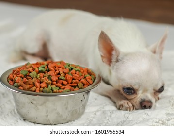 Sick Dog Bored Of Food , Blur Image Of  White Short Hair Chihuahua Dog Lying Down By  Dog Food Bowl And Ignoring Them. Selective Focus On Dog's Food