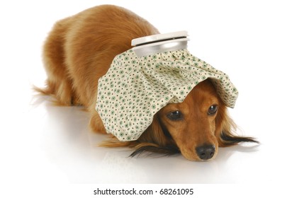 sick dog - dachshund with hot water bottle on head with reflection on white background