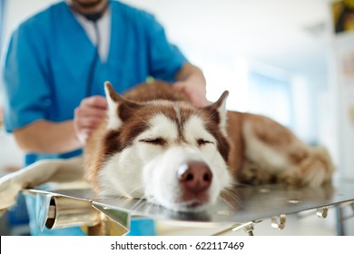 Sick Dog During Veterinary Checkup