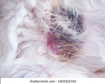 The Sick Dog With Inflammation Itching And Swelling, Dermatitis Is A Rash Rod Disease Found In Dogs.