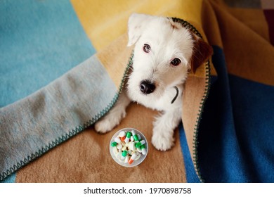 Sick Dog Jack Russell Terrier Covered With Blanket Waiting To Take Prescription Medication Pills. Pet Health Care, Veterinary Drugs, Treatments, Medical Food Supplement Concept