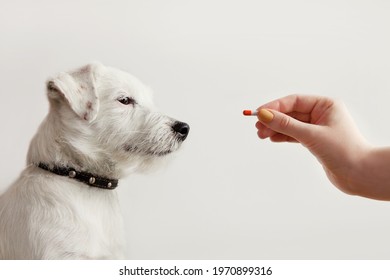 Sick Dog Jack Russell Terrier Waiting Get Pill From Hand Of Owner Or Doctor. Pet Health Care, Veterinary Drugs, Treatments, Medical Food Supplement Concept