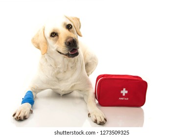 SICK DOG. LABRADOR  LYING DOWN WITH A BLUE BANDAGE OR ELASTIC BAND ON FOOT AND A EMERGENCY  OR FIRT AID KIT.