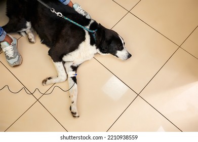 A Sick Dog Lies Under A Dropper At Home. Therapeutic Dropper For The Large Dog