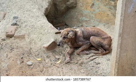 Sick Dog With Mydriasis Symptoms Or Pupils To Dilate That Cause Blindness For Pet Healthcare Concept