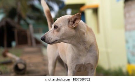 Sick Dog With Mydriasis Symptoms Or Pupils To Dilate That Cause Blindness For Pet Healthcare Concept