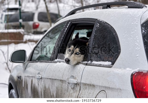 Sick dog sadly looks sticking his head out of a\
car window