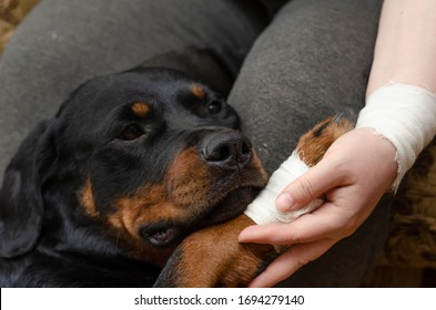 A Sick Dog Sits At The Owner S Feet. Rottweiler With Bandaged Paw. Dog Paw In A Woman's Bandaged Hand. The Animal And Its Owner With Injuries After A Traffic Accident. Selective Focus.