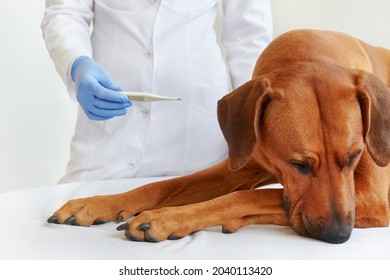 Sick Dog Vet Check Dog's Temperature Veterinarian Looking At Thermometer