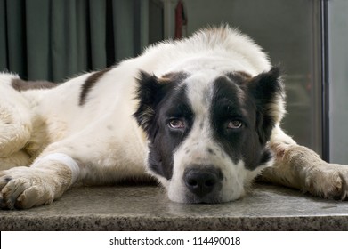 Sick Dog In A Veterinary Clinic