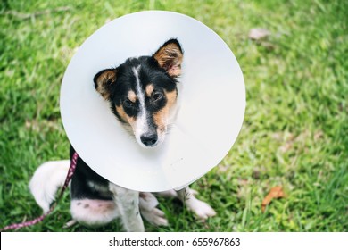 cone face dog