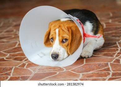 Sick dog wearing a funnel collar
