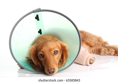 Sick dog wearing a funnel collar for an injured leg.