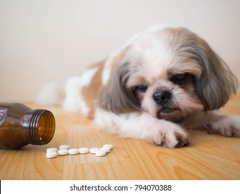 Sick Dog - White Medicine Pills Spilling Out Of Bottle On Wooden Floor With Blurred Cute Shih Tzu Dog Background. Pet Health Care, Veterinary Drugs And Treatments Concept. Selective Focus.