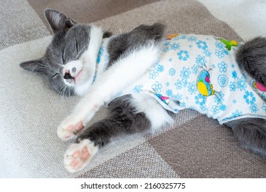 Sick Domestic Cat Lies After Surgery At Home On Sofa In Clothes. Postoperative Bandage. Care Of Pet After Cavitary Operation. Castration, Sterilization. Care And Treatment. Love For Pets.
