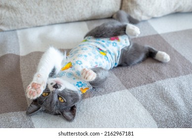 Sick Domestic Cat Lies After Surgery At Home On Sofa In Clothes. Postoperative Bandage. Care Of Pet After Cavitary Operation. Castration, Sterilization. Care And Treatment. Love For Pets
