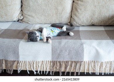 Sick Domestic Cat Lies After Surgery At Home On Sofa In Clothes. Postoperative Bandage. Care Of Pet After Cavitary Operation. Castration, Sterilization. Care And Treatment. Love For Pets