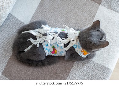 Sick Domestic Cat Lies After Surgery At Home On Sofa In Clothes. Postoperative Bandage. Care Of Pet After Cavitary Operation. Castration, Sterilization. Care And Treatment. Love For Pets.