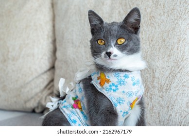 Sick Domestic Cat Sits After Surgery At Home On Sofa In Clothes. Postoperative Bandage. Care Of Pet After Cavitary Operation. Castration, Sterilization. Care And Treatment. Love For Pets