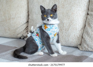 Sick domestic cat sits after surgery at home on sofa in clothes. Postoperative bandage. Care of pet after cavitary operation. Castration, sterilization. Care and treatment. Love for pets. - Shutterstock ID 2175179977
